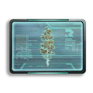 Formula: Birch 2