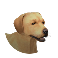 Labrador
