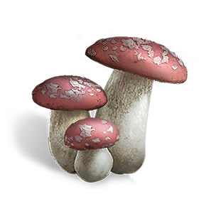Onion Mushroom