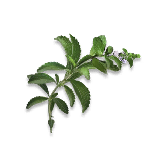 Spike Mint - Grafting Output in Once Human