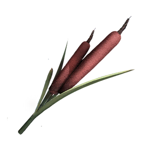 Sage Calamus