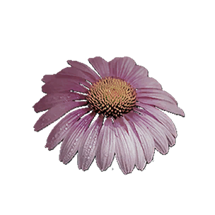 Purple Coneflower - Grafting Output in Once Human