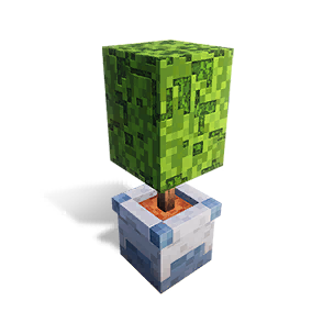 Block Oak Potted Plant