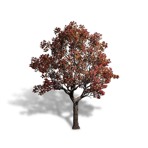 Red Leaf Sapium - Facilities in Once Human