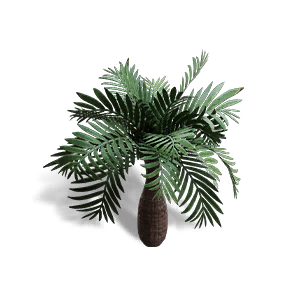 Areca Triandra Potted Plant
