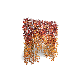 Virginia Creeper - Autumn Flame