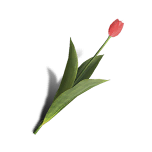 Tulip - Red