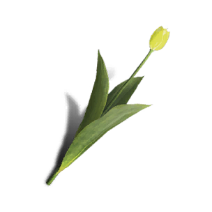 Tulip - Yellow