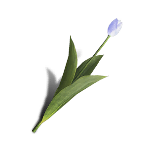 Tulip - Blue