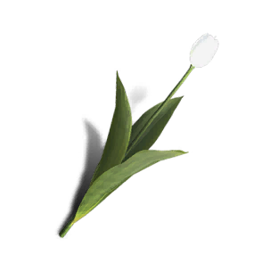 Tulip - White