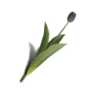 Tulip - Black