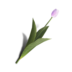 Tulip - Pink