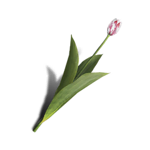 Deviated Tulip