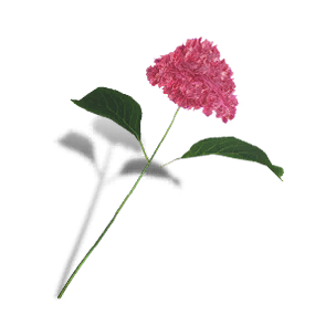 Hydrangea - Red