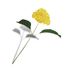Hydrangea - Yellow