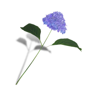 Hydrangea - Blue