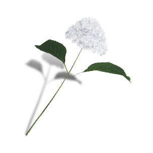 Hydrangea - White