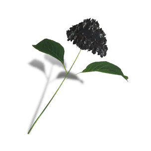 Hydrangea - Black