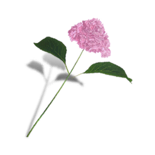 Hydrangea - Pink