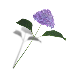 Deviated Hydrangea