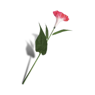 Petunia - Red