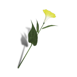 Petunia - Yellow