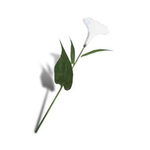 Petunia - White