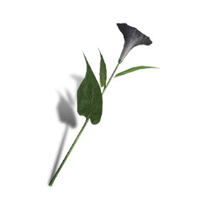 Petunia - Black
