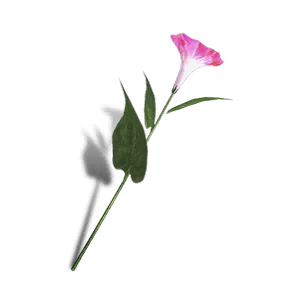 Petunia - Pink