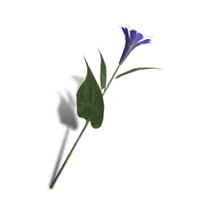 Deviated Petunia