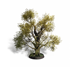 Firmarbor: Flourish