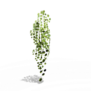 Wall Vines Ⅱ