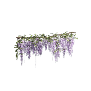 Wisteria Vines
