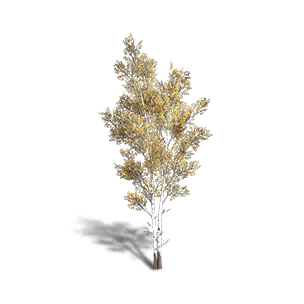 Birch 1 - Facilities in Once Human