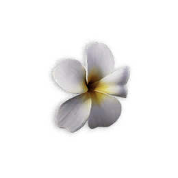White Flower Headwear