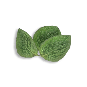 Mint Sprig