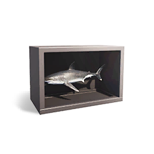 Shark Specimen Ⅰ
