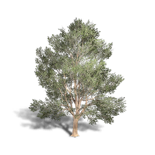 Beech 1 crafting recipe in Once Human