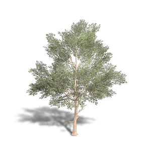 Beech 3 crafting recipe in Once Human