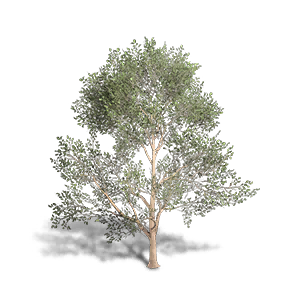 Beech 4 crafting recipe in Once Human