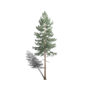 Spruce 1 crafting recipe in Once Human