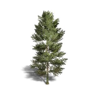 Fir 6 crafting recipe in Once Human
