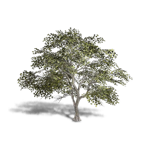 Broadleaf Maple 1 crafting recipe in Once Human