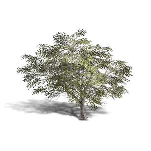 Broadleaf Maple 2 crafting recipe in Once Human
