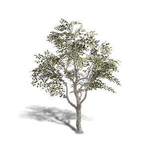 Broadleaf Maple 3 crafting recipe in Once Human