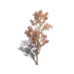 Maple 1 crafting recipe in Once Human